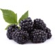 Brombeeren