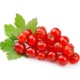 Rote Johannisbeeren